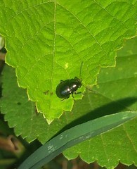 Chrysomelidae