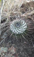Mammillaria orcuttii