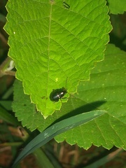 Chrysomelidae
