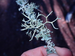Hypogymnia inactiva