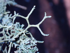 Hypogymnia inactiva