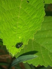 Chrysomelidae