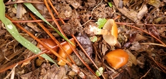 Conocybe coprophila