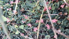 Indigofera linnaei