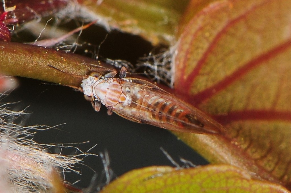 Trioza obtusa