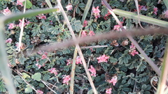 Indigofera linnaei