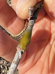 Proteoteras willingana