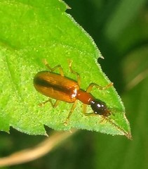Coleoptera