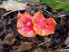 Hygrocybe acutoconica microspora