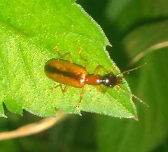 Coleoptera
