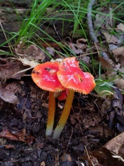 Hygrocybe acutoconica microspora