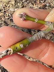 Proteoteras willingana