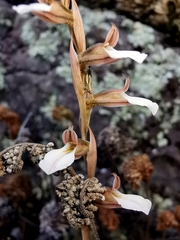 Schiedeella transversalis