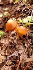 Conocybe coprophila