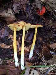 Hygrocybe acutoconica microspora