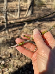 Proteoteras willingana