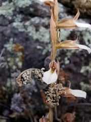 Schiedeella transversalis