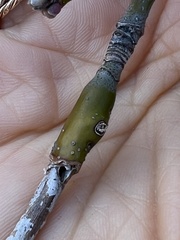 Proteoteras willingana