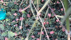 Indigofera linnaei
