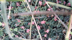 Indigofera linnaei