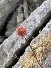 Acaena saccaticupula
