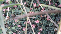 Indigofera linnaei