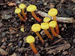 Hygrocybe parvula