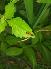 Coleoptera