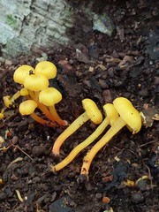 Hygrocybe parvula