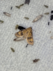 Niphograpta albiguttalis