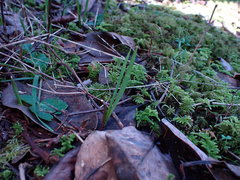 Melica subulata