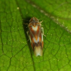 Erythridula fumida