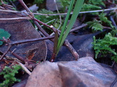 Melica subulata