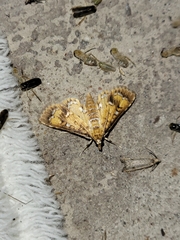 Niphograpta albiguttalis