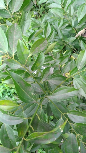 Turougwi (Cinnamomum osmophloeum)