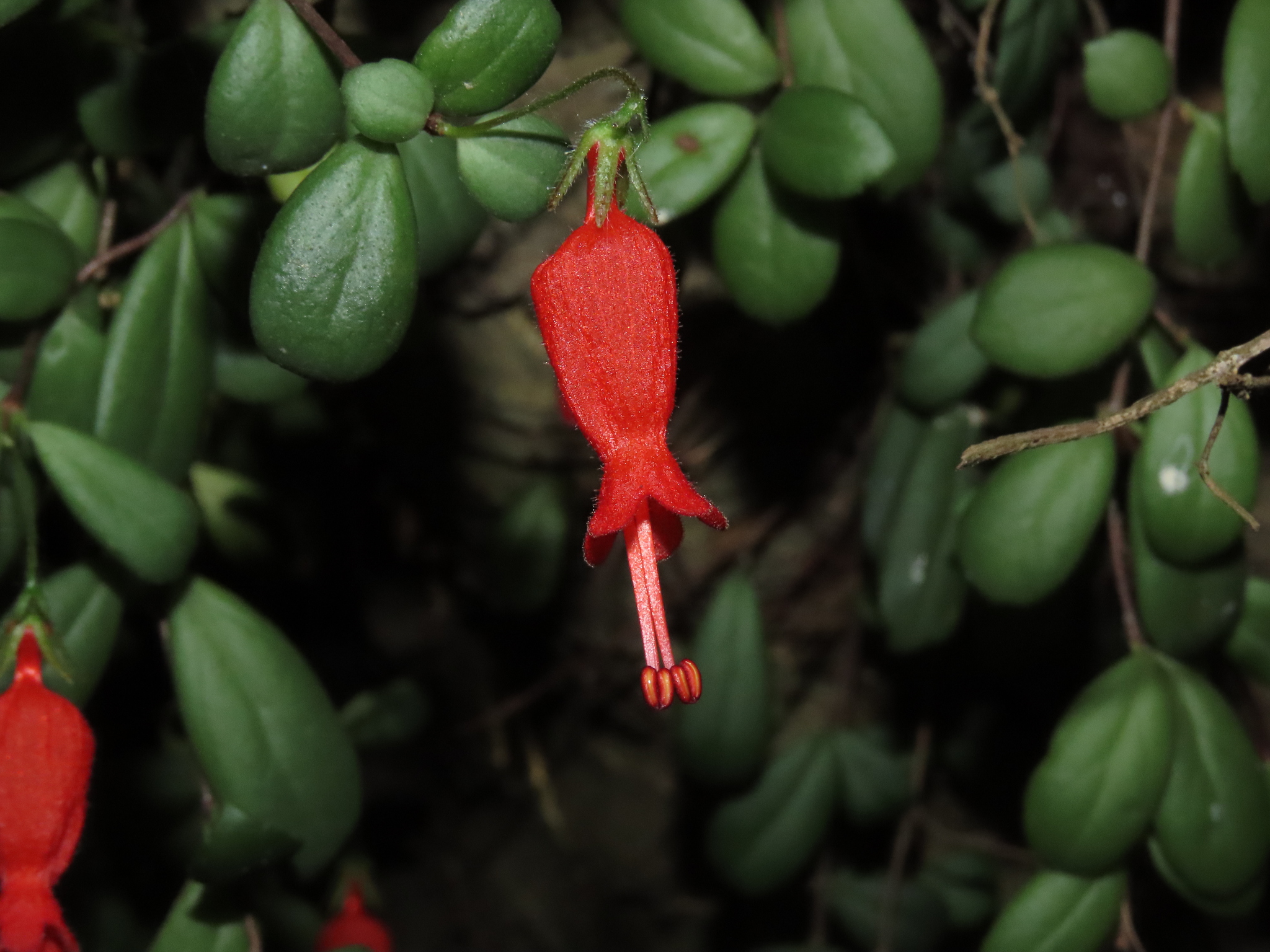 Sarmienta scandens