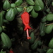 Climbing Chilean Pitcher Flower - Photo (c) Nicolás Lavandero, some rights reserved (CC BY), uploaded by Nicolás Lavandero