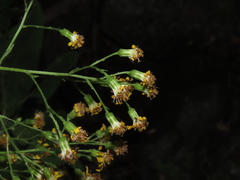 Acrisione denticulata