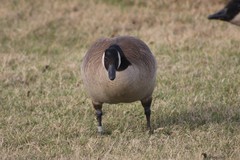 Branta canadensis moffitti