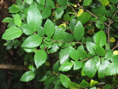 Rhamnus diffusa