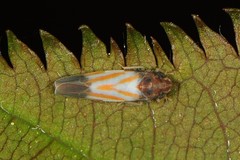 Erythridula bitincta