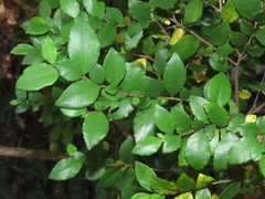 Rhamnus diffusa