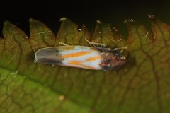 Erythridula bitincta