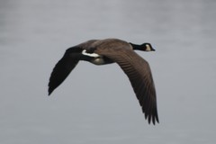 Branta canadensis moffitti