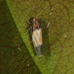 Erythridula bitincta