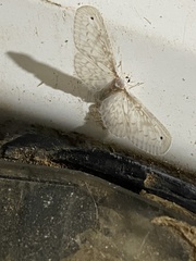Mysidia albicans