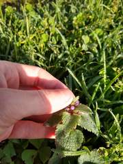 Lamium purpureum