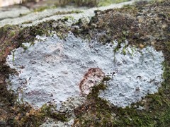 Phlyctis petraea