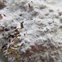 Phlyctis petraea