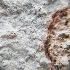 Phlyctis petraea
